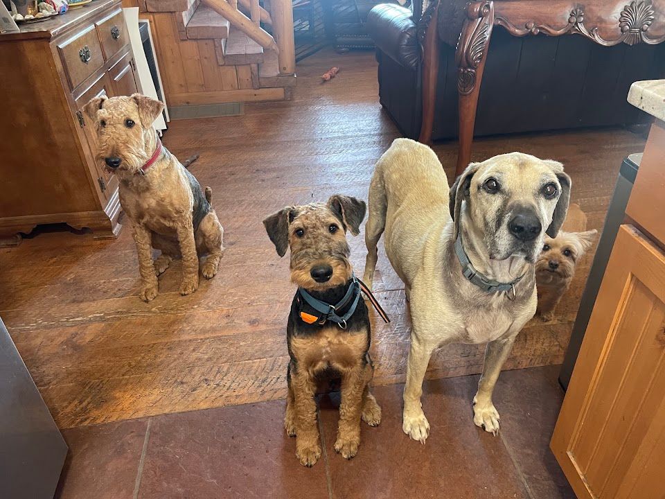 Joanna’s four dogs, two Airedale terriers, a tan hound mix and a Yorkie, waiting in the kitchen